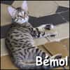 Bémol