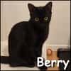 Berry