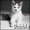 Bubble