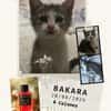 Bakara