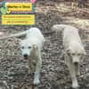 Marley e Desy