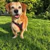 Charlie, verschmuster Senior, ca. 11 Jahre