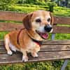 Charlie, verschmuster Senior, ca. 11 Jahre
