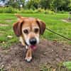 Charlie, verschmuster Senior, ca. 11 Jahre