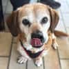 Charlie, verschmuster Senior, ca. 11 Jahre