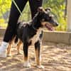 Merlin (Mendel) -Junger Hundebub sucht ein tolles Zuhause