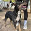 Merlin (Mendel) -Junger Hundebub sucht ein tolles Zuhause