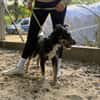 Merlin (Mendel) -Junger Hundebub sucht ein tolles Zuhause