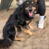 Leonel Fröhlicher Hundemann sucht sein Zuhause