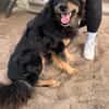 Leonel Fröhlicher Hundemann sucht sein Zuhause