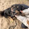 Leonel Fröhlicher Hundemann sucht sein Zuhause