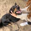 Leonel Fröhlicher Hundemann sucht sein Zuhause