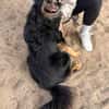 Leonel Fröhlicher Hundemann sucht sein Zuhause