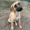 ARABELLA sucht Zuhause