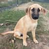 ARABELLA sucht Zuhause