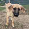 ARABELLA sucht Zuhause