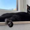 Zorro, liebevoller Kuschelpanther, ca. 1 Jahr