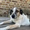 Liebevoller Hund REX sucht seinen Menschen!