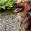 Steve sucht ein neues Zuhause