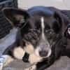 LUCY 2 ist verschmust und lieb