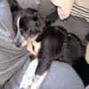 LUCY 2 ist verschmust und lieb