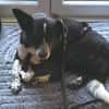 LUCY 2 ist verschmust und lieb