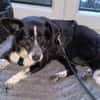 LUCY 2 ist verschmust und lieb