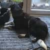 LUCY 2 ist verschmust und lieb