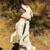 Sanfte BETSY sucht ihr Zuhause