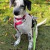 DOTTY - ein unwiderstehlich süßes Hundemädchen