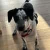 DOTTY - ein unwiderstehlich süßes Hundemädchen