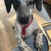 DOTTY - ein unwiderstehlich süßes Hundemädchen