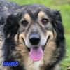 Rambo, 04/22 - ruhiges Bärchen wartet in 91413 NEA