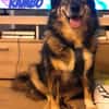 Rambo, 04/22 - ruhiges Bärchen wartet in 91413 NEA
