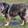 Rambo, 04/22 - ruhiges Bärchen wartet in 91413 NEA