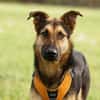 Junger Traumhund Gaspard sucht Traumzuhause