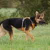 Junger Traumhund Gaspard sucht Traumzuhause
