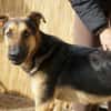 Junger Traumhund Gaspard sucht Traumzuhause