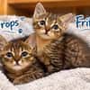 ***FRITZI und DROPS!***