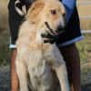Jazz - kinderlieber Familienhund