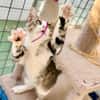 Hübsche, anhängliche Katzen Stig und Pola