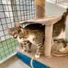 Hübsche, anhängliche Katzen Stig und Pola