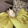Hübsche FIV positive Fleki sucht liebevolle Familie