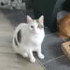 Hübsche FIV positive Fleki sucht liebevolle Familie