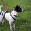 Gohan - Zuhause gesucht