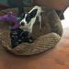 Gohan - Zuhause gesucht