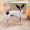Gohan - Zuhause gesucht