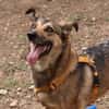 Tolle Begleiterin  brave LOKI