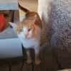 Kuscheliger Lord sucht sein Kuschelkörbchen