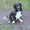Nemo sucht konsequente Rassekenner